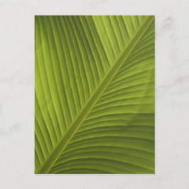 Green Banana Leaf Color Close-up Detail Foto 2 Briefkaart