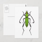 Green beetle briefkaart (Voorkant / Achterkant)