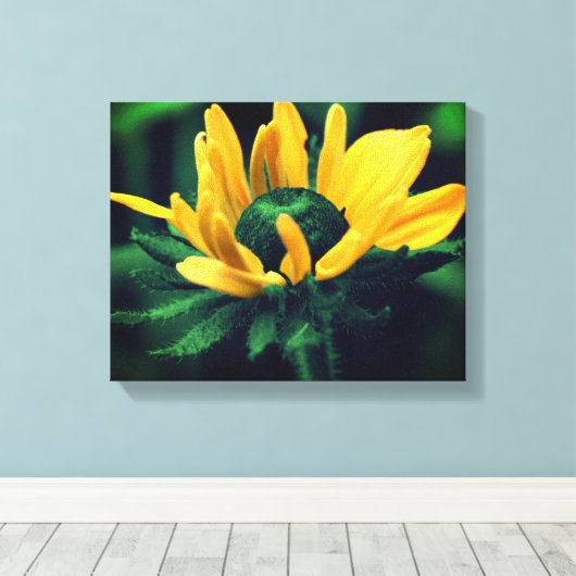 Green Black Eyed Susan Flower Canvas Afdruk (Insitu (Houten vloer))