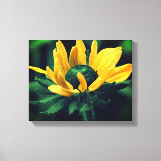 Green Black Eyed Susan Flower Canvas Afdruk (Voorkant)