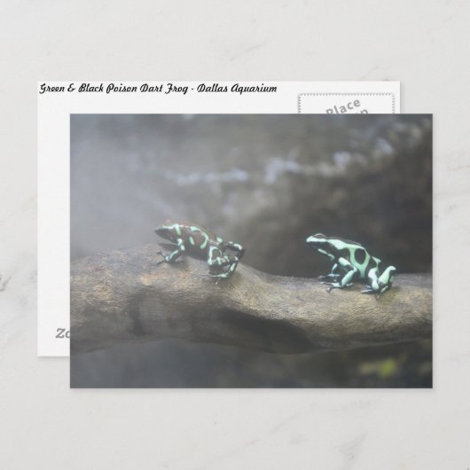 Green & Black Poison Dart Frog # 6 Briefkaart (Voorkant / Achterkant)