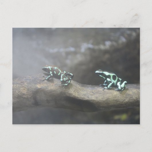 Green & Black Poison Dart Frog # 6 Briefkaart (Voorkant)