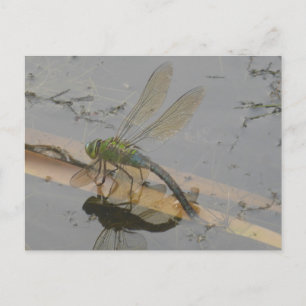 Green-Blue Dragonfly DIY Briefkaart