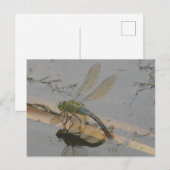 Green-Blue Dragonfly DIY Briefkaart (Voorkant / Achterkant)