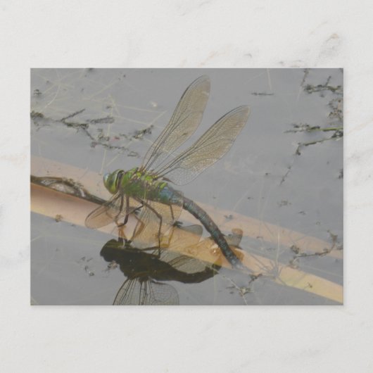 Green-Blue Dragonfly DIY Briefkaart (Voorkant)
