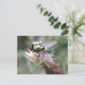Green Bottle Fly Macro Briefkaart (Staand voorkant)