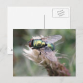 Green Bottle Fly Macro Briefkaart (Voorkant / Achterkant)