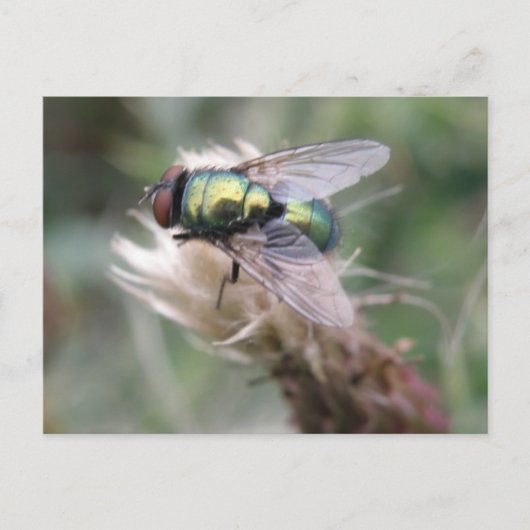 Green Bottle Fly Macro Briefkaart (Voorkant)