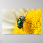 Green Bottle Fly Poster (Voorkant)
