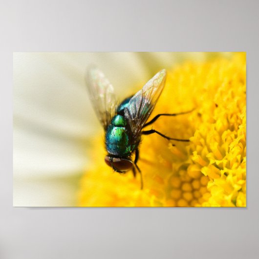 Green Bottle Fly Poster (Voorkant)
