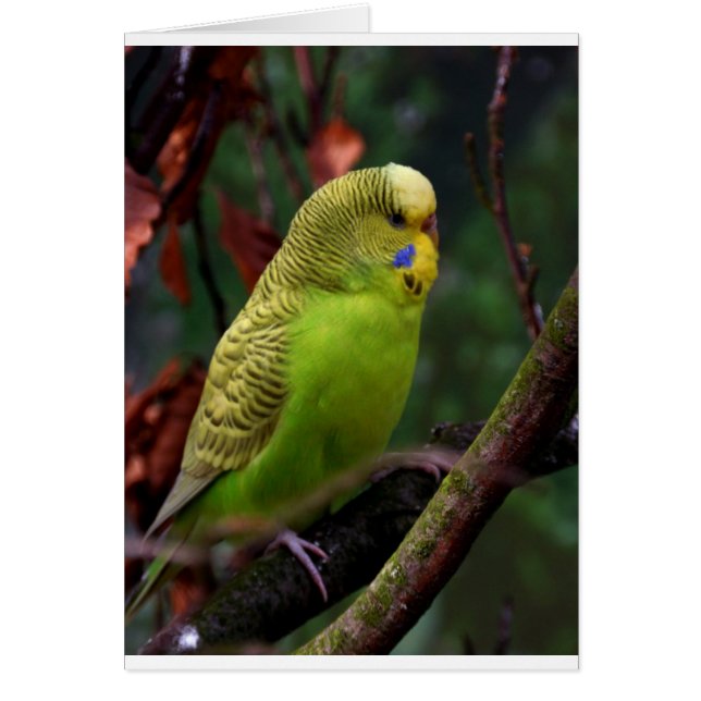 Green Budgie (Voorkant)