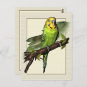 Green Budgie Art Briefkaart (Voorkant / Achterkant)