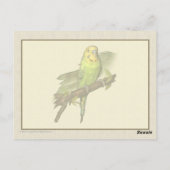 Green Budgie Art Briefkaart (Achterkant)