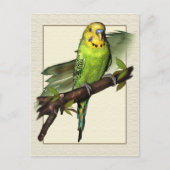 Green Budgie Art Briefkaart (Voorkant)