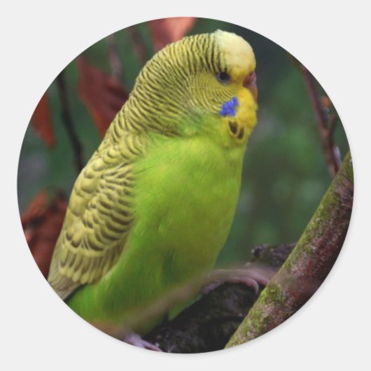 Green Budgie Ronde Sticker (Voorkant)
