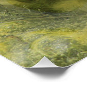 Green Bull Frog Shot closeup Perfect Poster (Hoek)