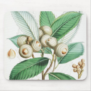 Green Bull Oak Muismat