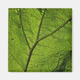 Green Butterbur Leaf Magneet