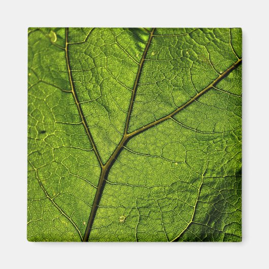 Green Butterbur Leaf Magneet (Voorkant)