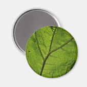Green Butterbur Leaf Magneet (Voorkant / Achterkant)