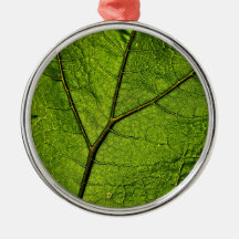 Green Butterbur Leaf