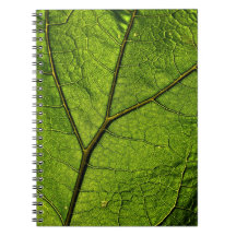 Green Butterbur Leaf