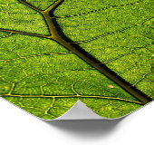 Green Butterbur Leaf Poster (Hoek)