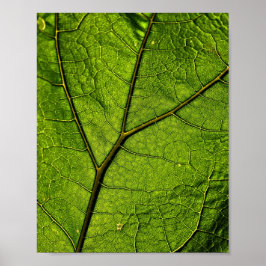 Green Butterbur Leaf Poster