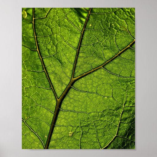 Green Butterbur Leaf Poster (Voorkant)