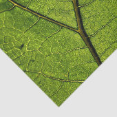 Green Butterbur Leaf Tissuepapier (Detail)