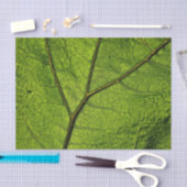 Green Butterbur Leaf Tissuepapier (Craft)