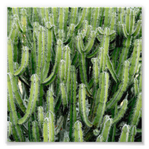 Green Cactus Cacti Plant Foto Afdruk