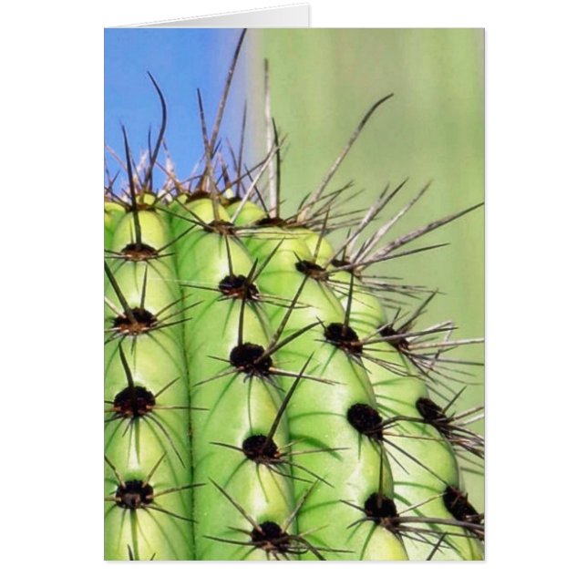 Green Cactus Thorns (Voorkant)