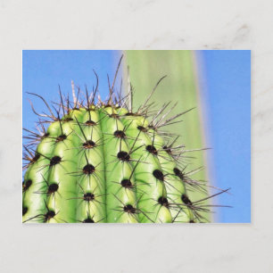 Green Cactus Thorns Briefkaart