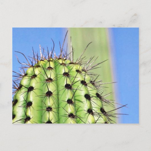 Green Cactus Thorns Briefkaart (Voorkant)