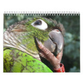 Green Cheek Conure Parrot 2021-kalender Kalender (Hoes)