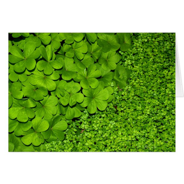 Green Clover (Voorkant Horizontaal)