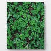 Green Clover Fotoplaat (Voorkant)