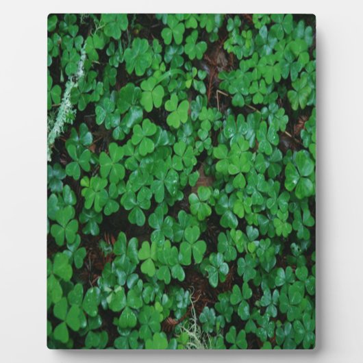 Green Clover Fotoplaat (Voorkant)