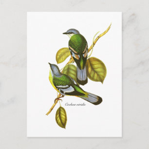 Green Cochoa Briefkaart