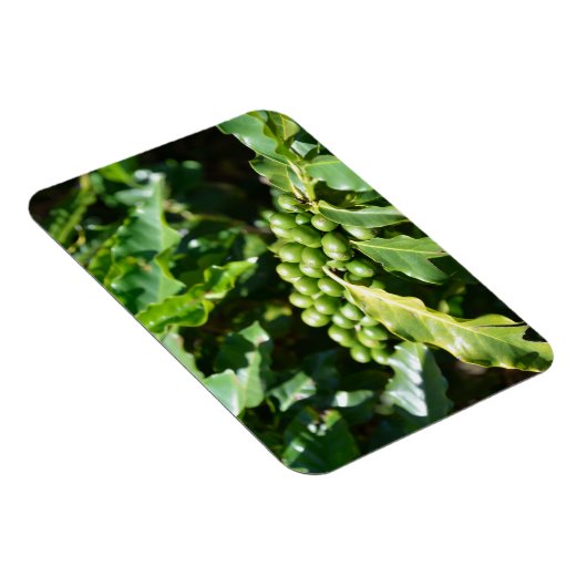 Green Coffee Berries Magnet Magneet (Rechterzijde)