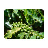 Green Coffee Berries Magnet Magneet (Horizontaal)