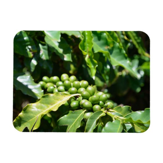 Green Coffee Berries Magnet Magneet (Horizontaal)
