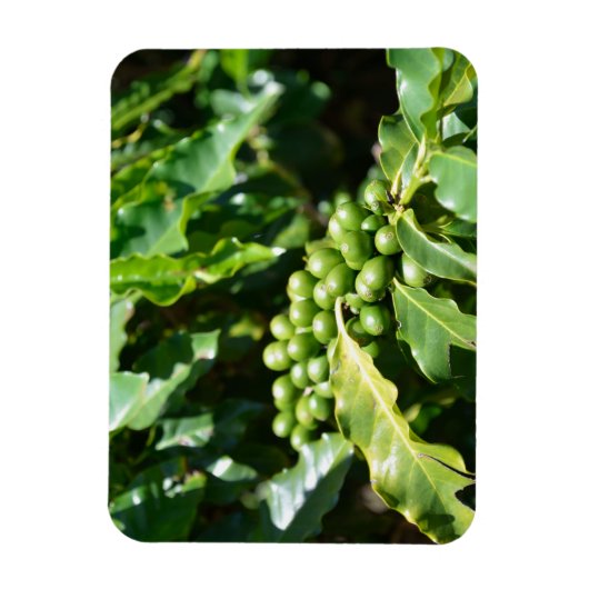 Green Coffee Berries Magnet Magneet (Verticaal)