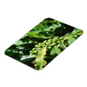 Green Coffee Berries Magnet Magneet (Linkerzijde)