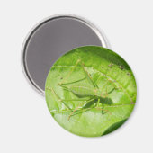 Green Cricket Camouflage Magnet (Voorkant / Achterkant)