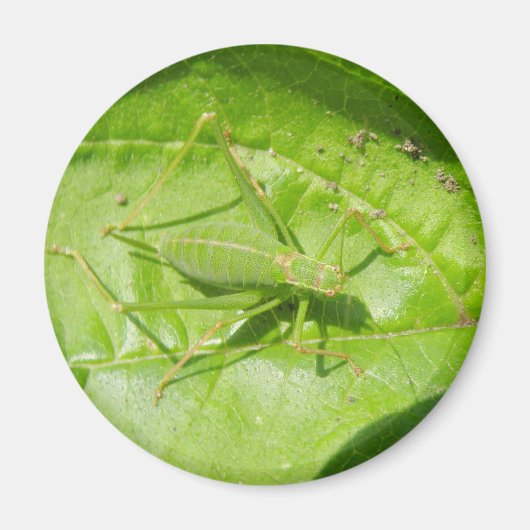 Green Cricket Camouflage Magnet (Voorkant)