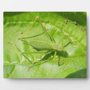 Green Cricket Camouflage Plaque Fotoplaat