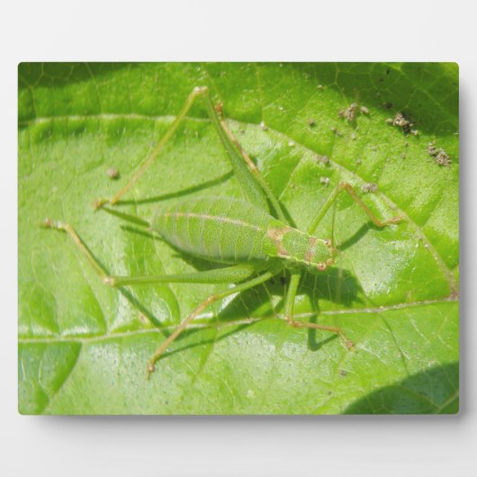 Green Cricket Camouflage Plaque Fotoplaat (Voorkant)