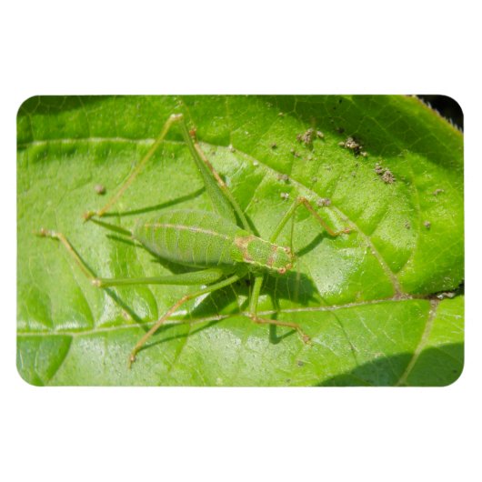 Green Cricket Camouflage Premium Magnet Magneet (Horizontaal)